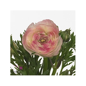 Ran El White Sfumato