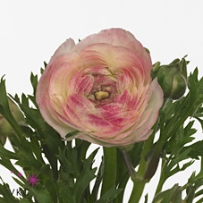 <h4>Ran El White Sfumato</h4>