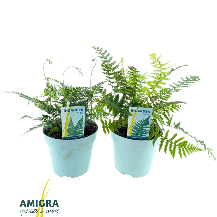 <h4>Buitenvarens Mix</h4>