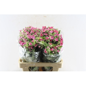 Oxypetalum Co Pink Harmony