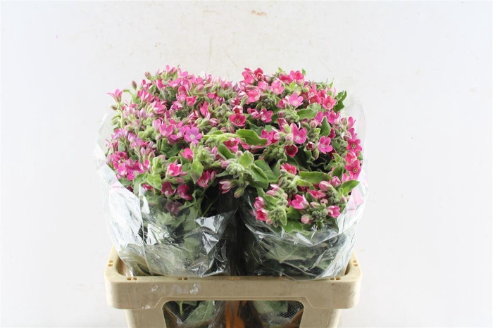 <h4>Oxypetalum Co Pink Harmony</h4>