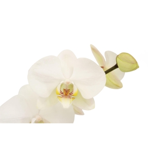 Phalaenopsis   ...white