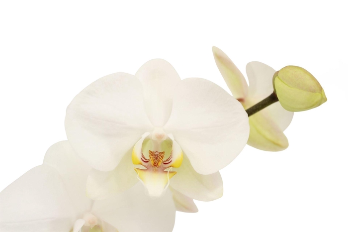 <h4>Phalaenopsis   ...white</h4>