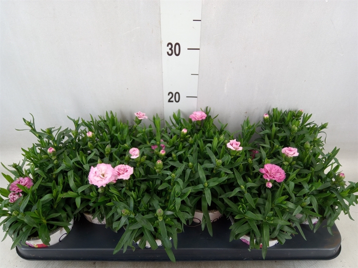 <h4>Dianthus  'Oscar Pink And Purple'</h4>