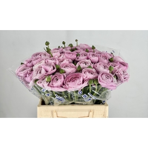 Ranunculus Clooney Nebbia Extra