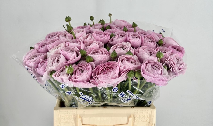 <h4>Ranunculus Clooney Nebbia Extra</h4>
