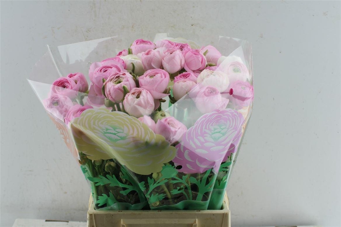 <h4>Ran Am Marshmallow</h4>