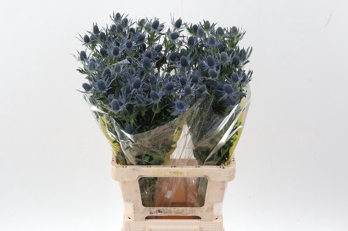 <h4>Eryn Mag Blue Lagoon</h4>