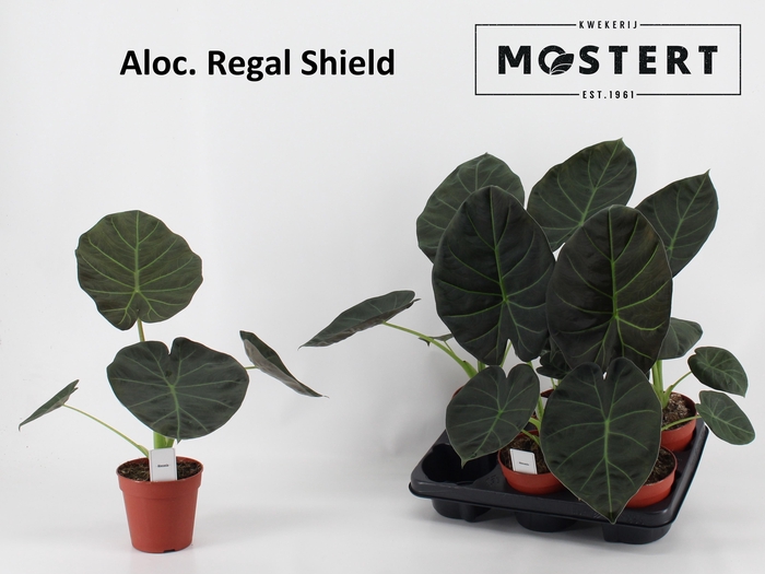 <h4>arr8 Aloc Regal Shields</h4>