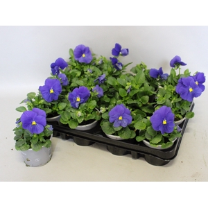 Viola wittrockiana F1 True blue