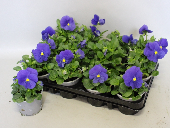 <h4>Viola wittrockiana F1 True blue</h4>