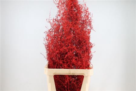 <h4>Asparagus Wild Red</h4>