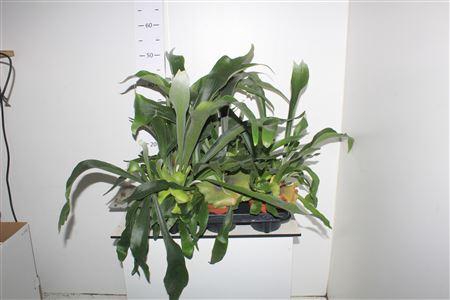 <h4>Platyc Bifurcatum</h4>