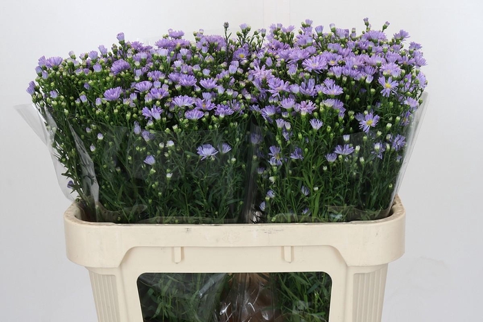 <h4>Aster Cassandra</h4>