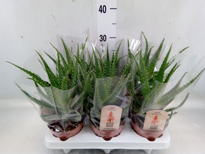 <h4>Aloe arborescens</h4>