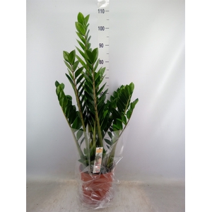 Zamioculcas zamiifolia