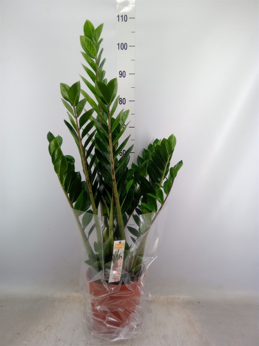 <h4>Zamioculcas zamiifolia</h4>