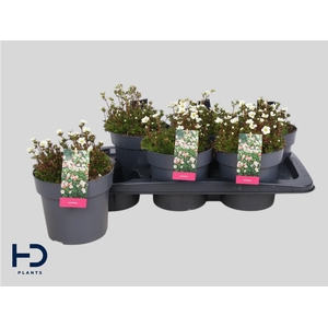 SAXIF AR MARTO WHITE