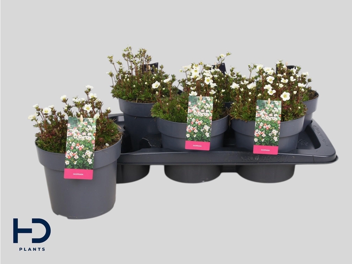 <h4>SAXIF AR MARTO WHITE</h4>