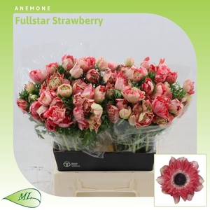 Anemone Fullstar Strawberry