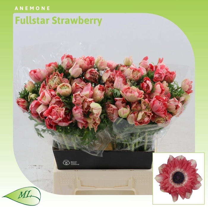 <h4>Anemone Fullstar Strawberry</h4>
