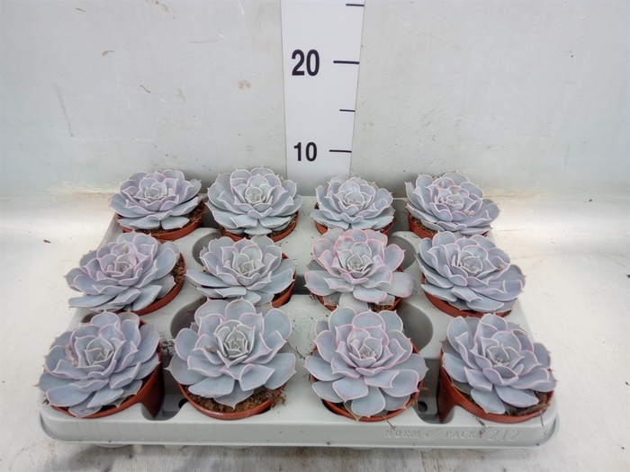 <h4>Echeveria lilacina</h4>