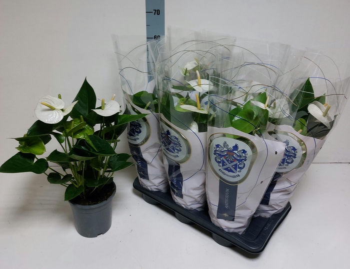 <h4>ANTHU A ARISA WHITE</h4>