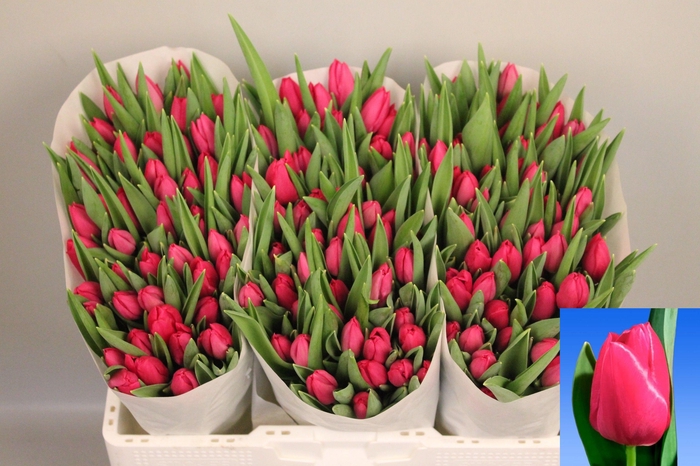 <h4>TU EN PINK ARDOUR</h4>