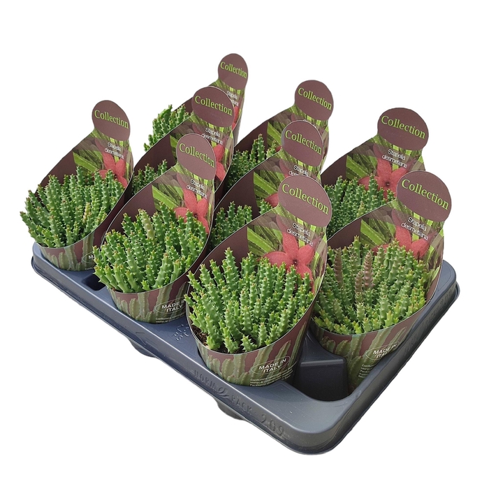 <h4>STAPELIA LEENDERTZIA</h4>