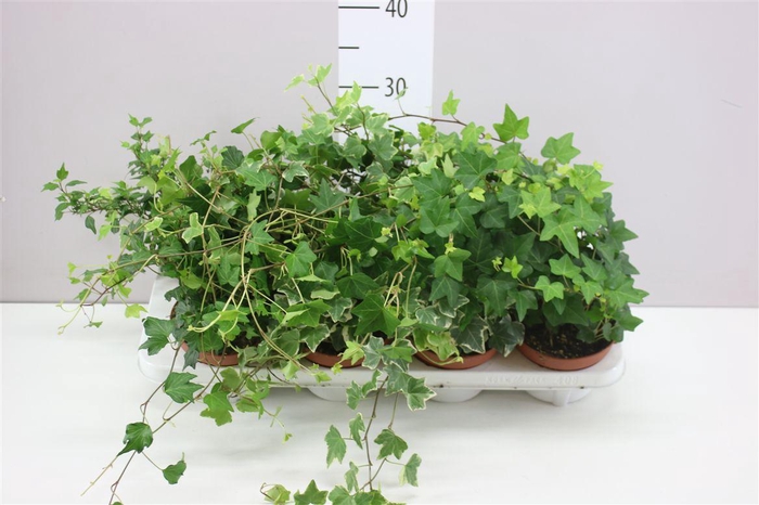 <h4>Hedera He Gemengd</h4>