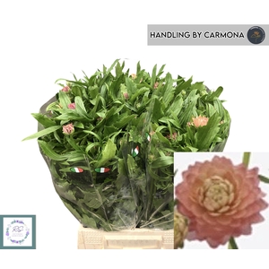 RAN N MODERN RIVIERA