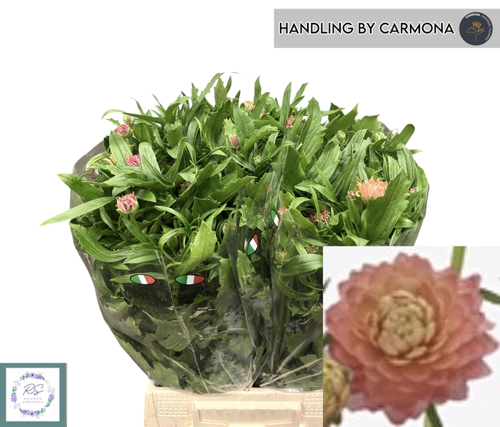 <h4>RAN N MODERN RIVIERA</h4>