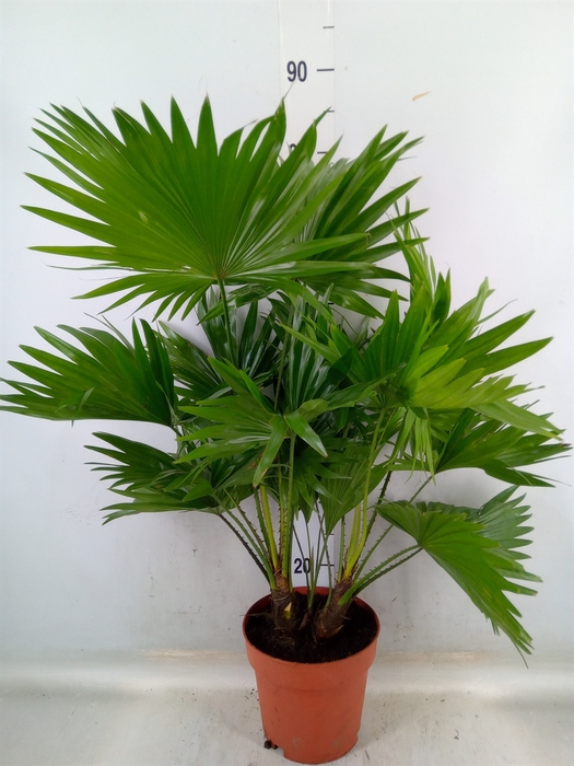 <h4>Livistona rotundifolia</h4>