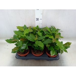 Coffea arabica