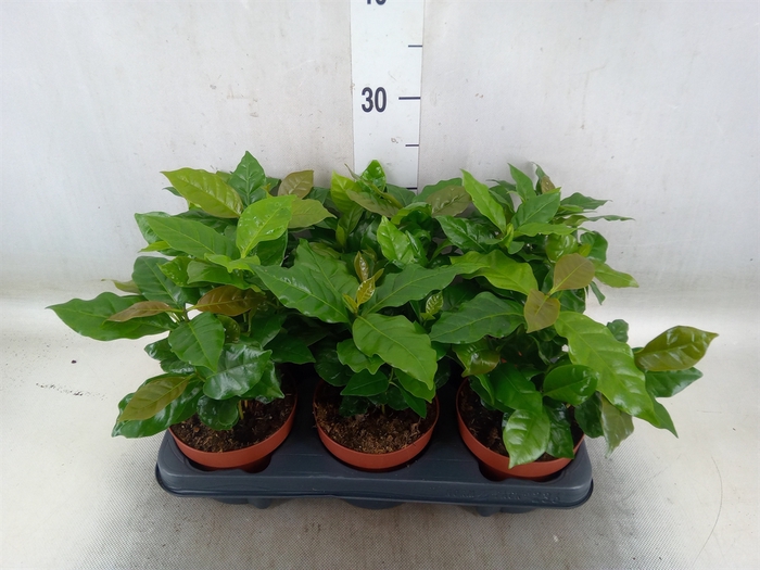 <h4>Coffea arabica</h4>