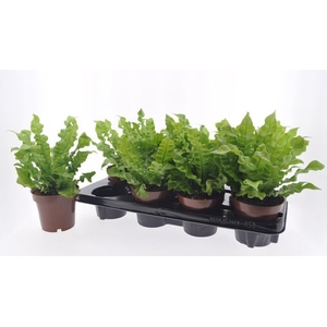 Asplenium nidus Crispy Wave 12Ø 27cm
