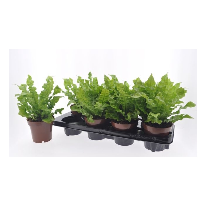<h4>Asplenium nidus Crispy Wave 12Ø 27cm</h4>