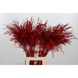 Calamagrostis Kl Bh Rood