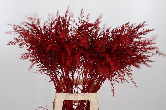 <h4>Calamagrostis Kl Bh Rood</h4>