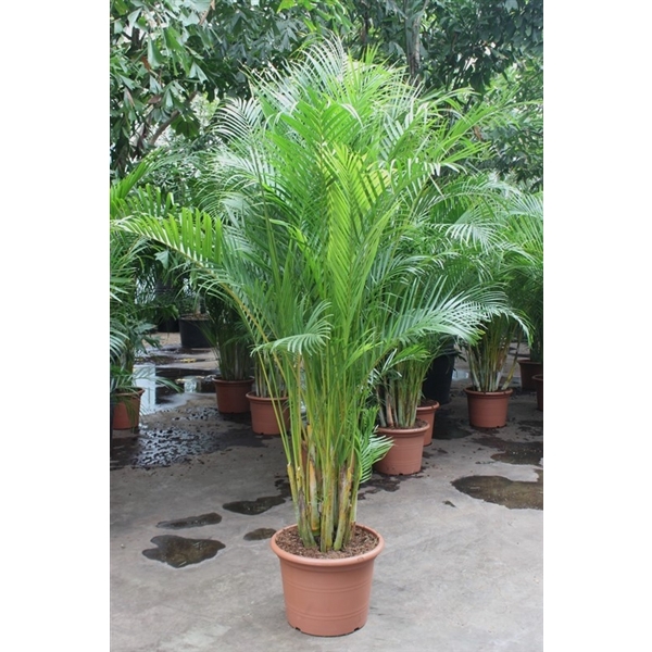 <h4>Dypsis lutescens (Areca)</h4>