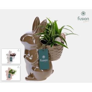 Haas keramiek Medium Pasen 3 kleuren met groene planten