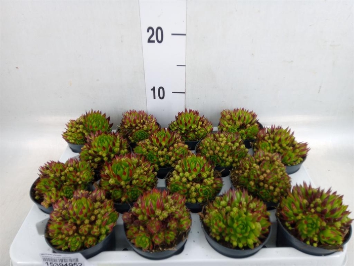 <h4>Sempervivum   ...</h4>