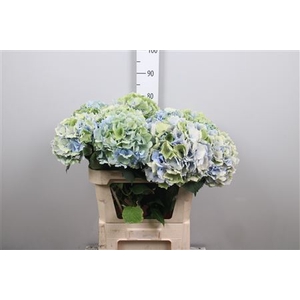 Hydr Cl M Vere Bl Pastel