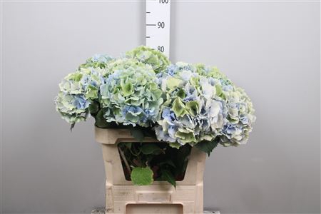 <h4>Hydr Cl M Vere Bl Pastel</h4>
