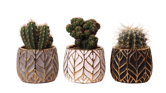 <h4>Cactus mix 8,5 cm in malawi pot</h4>