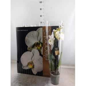 Phalaenopsis   ...mix  8
