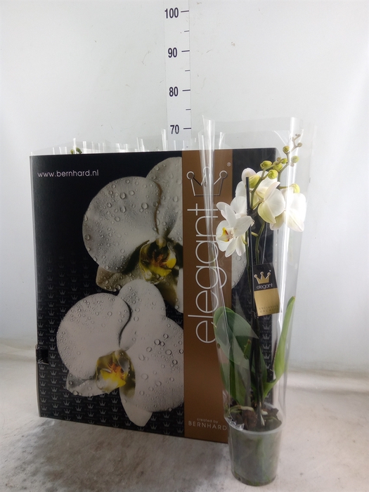 <h4>Phalaenopsis   ...mix  8</h4>