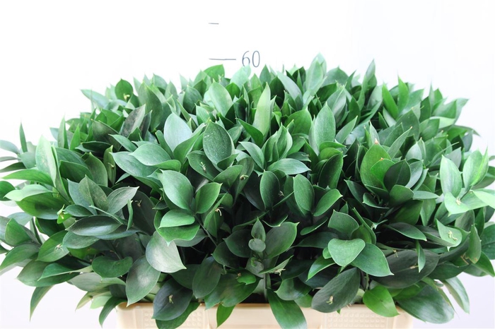 <h4>Ruscus Hypophyllum 60</h4>