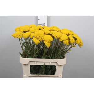 Achil F Parker Variety