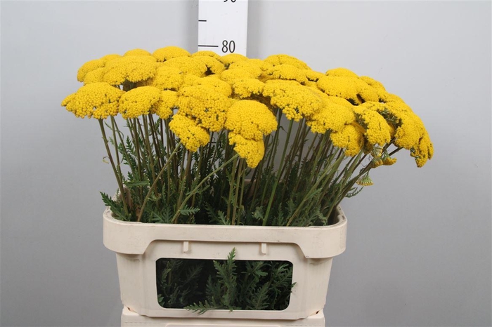 <h4>Achil F Parker Variety</h4>